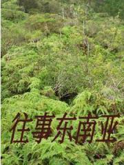 闯入缅北的一群人